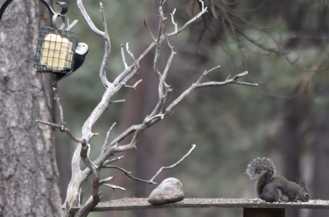 White-headed Woodpecker - ML316991541