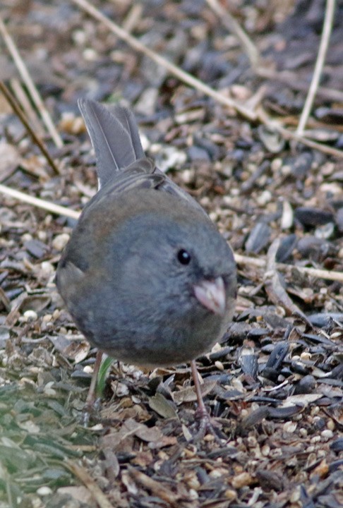 Dark-eyed Junco - ML316991991