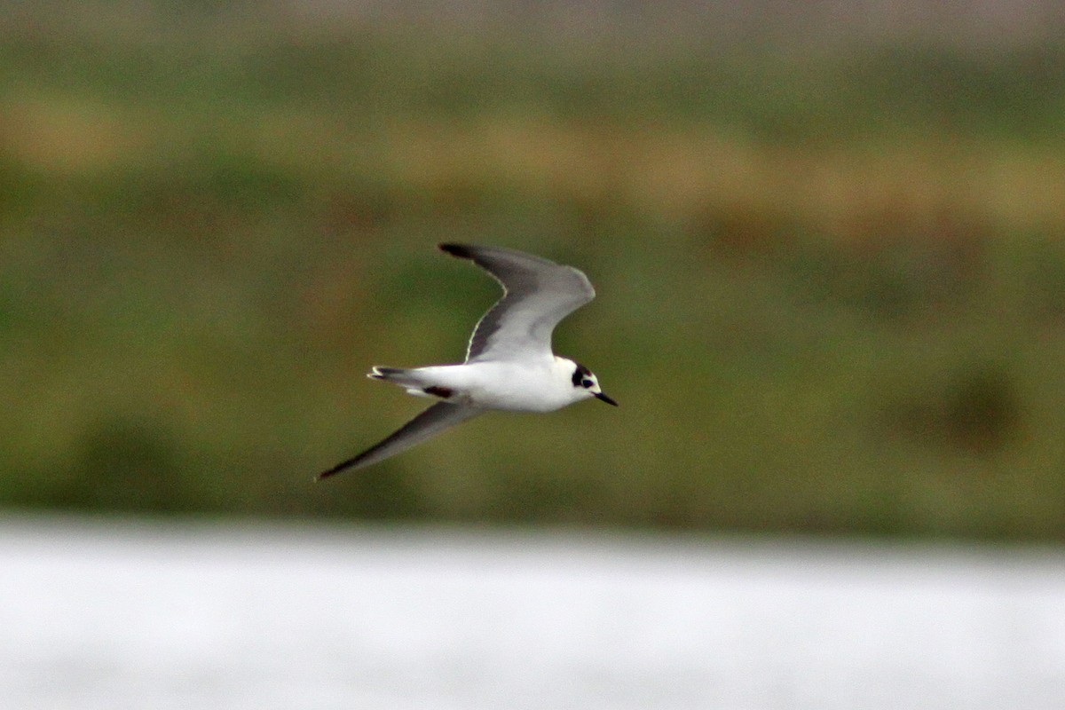 White-winged Tern - ML316994831