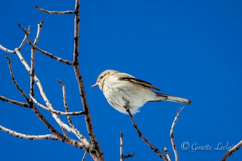 Northern Shrike - Ginette Leclair 🦉