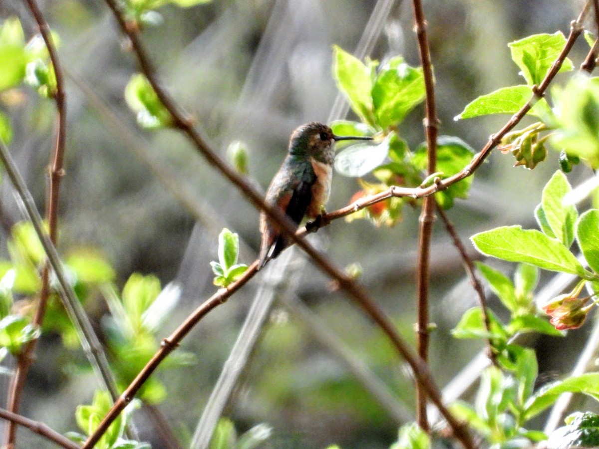 Rufous/Allen's Hummingbird - ML316996691