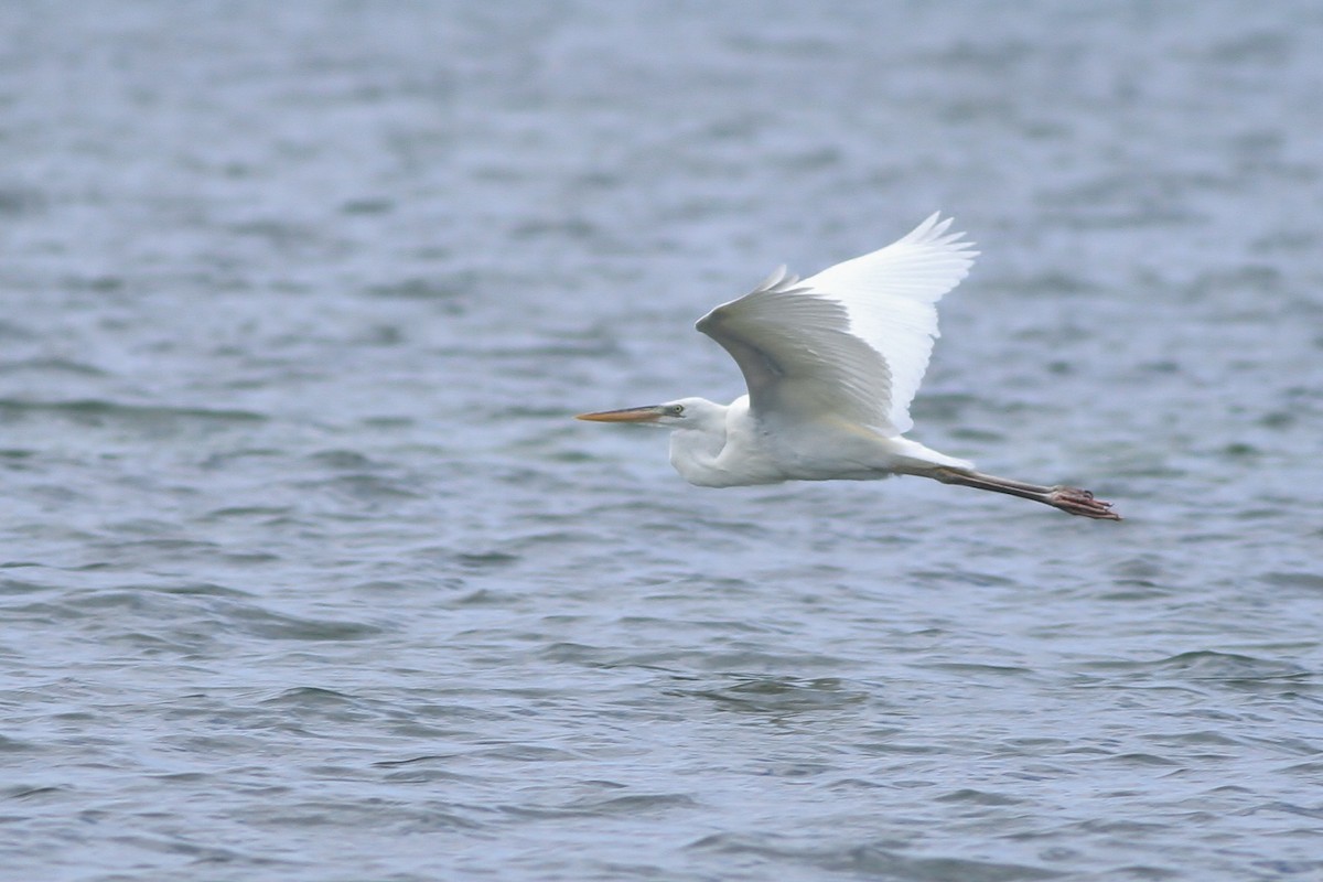 Great Blue Heron (Great White) - ML31699721