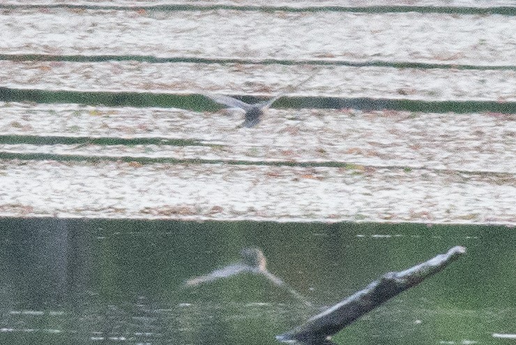 American Bittern - ML31699891