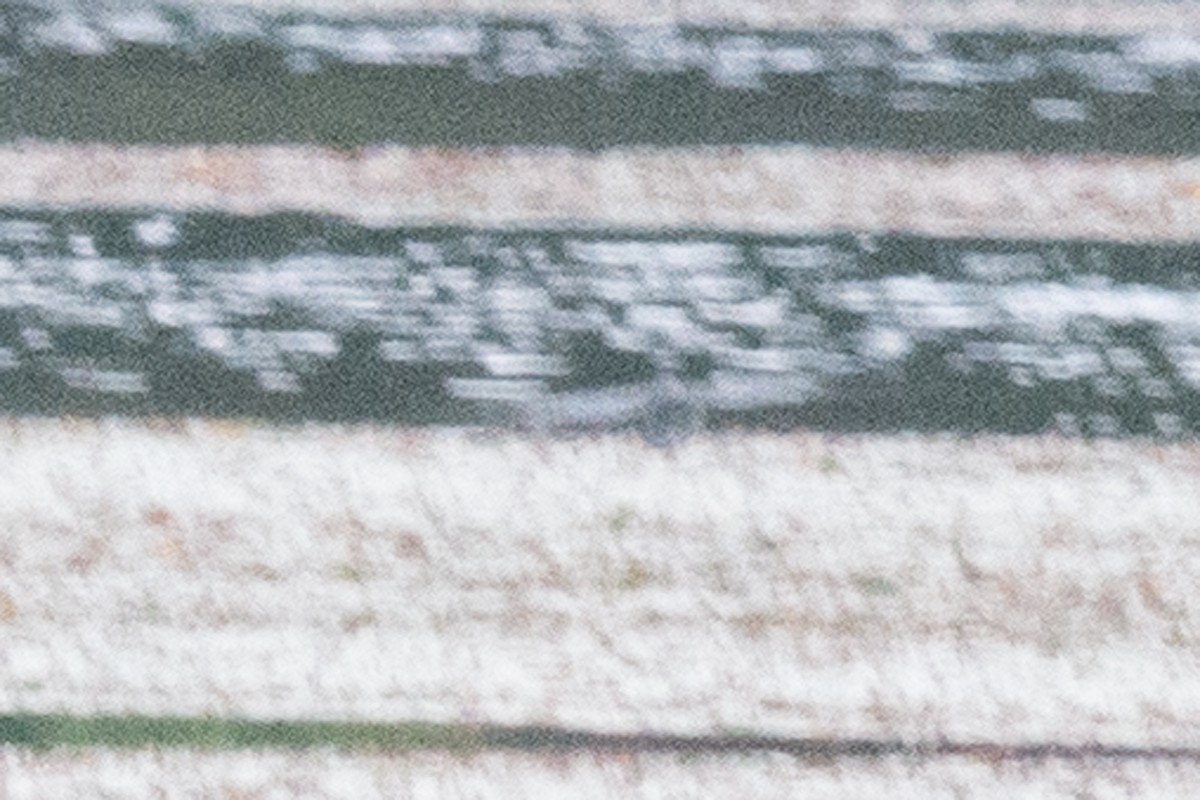 American Bittern - ML31699931