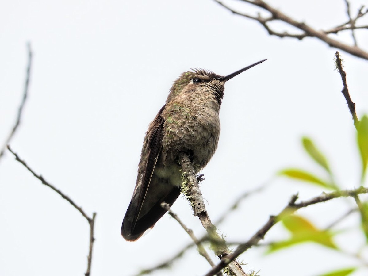 Anna's Hummingbird - ML316999691
