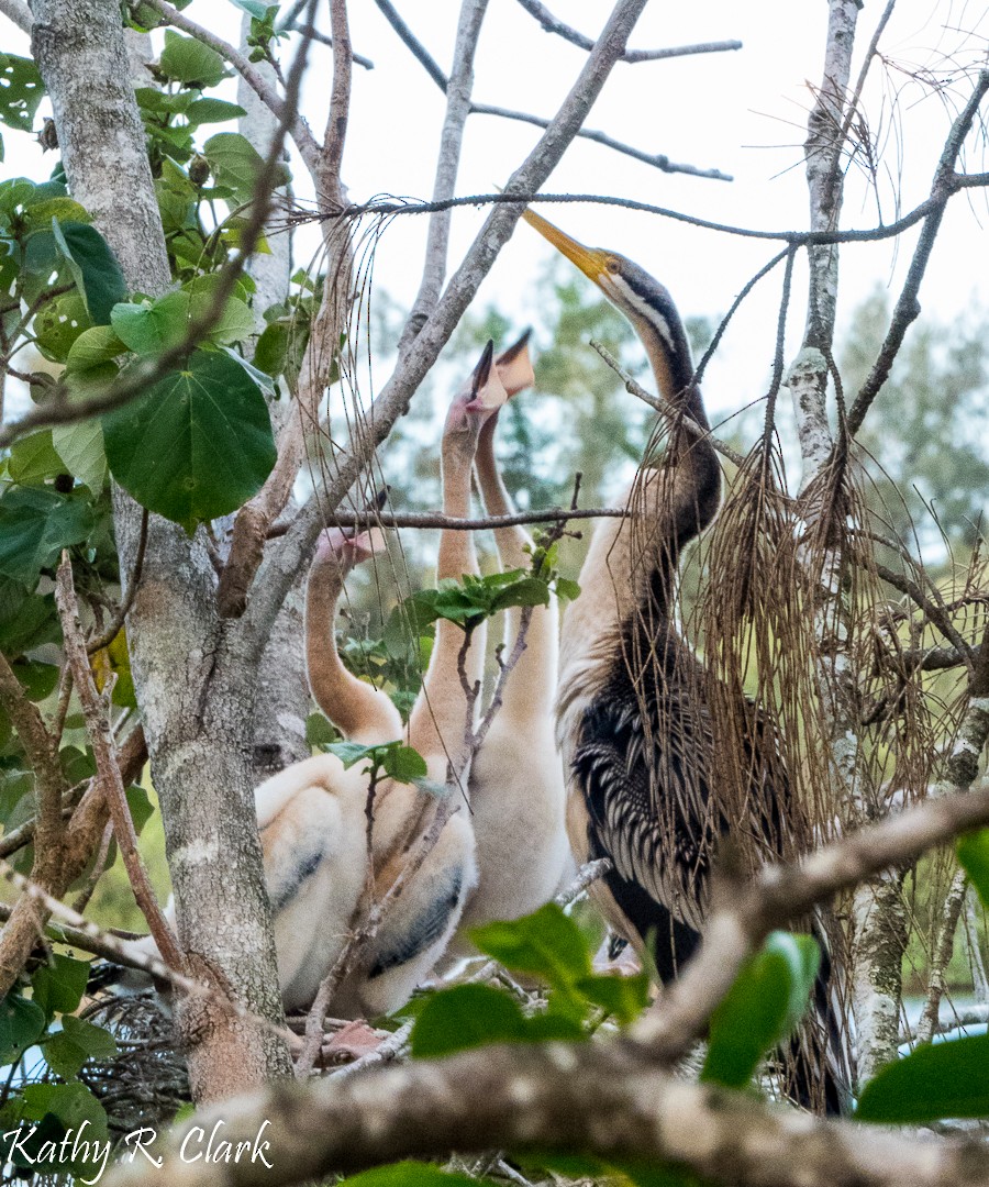 Australasian Darter - ML31699971