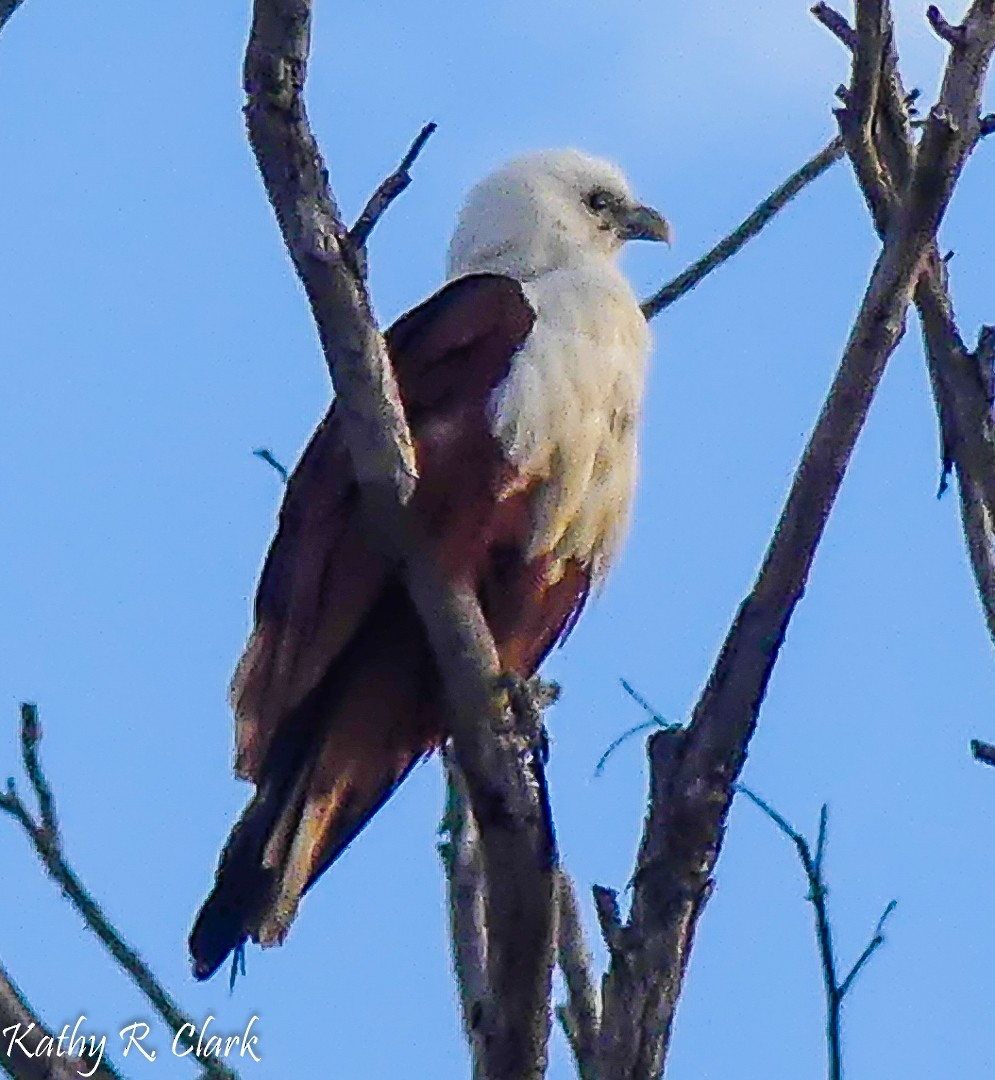 Brahminy Kite - ML31699981