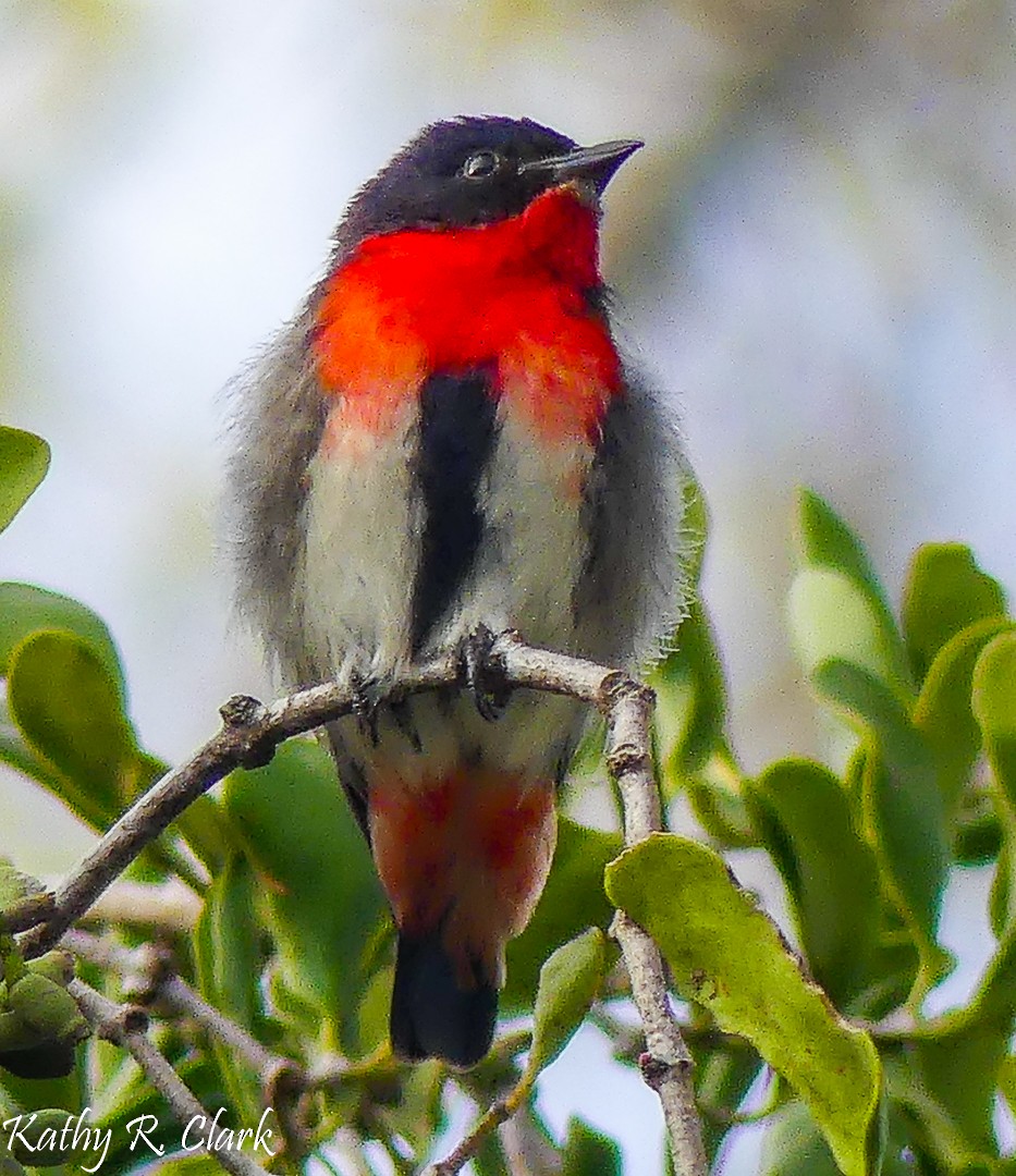 Mistletoebird - ML31699991