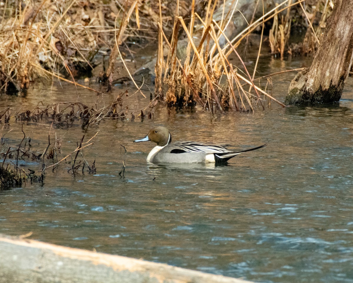 Northern Pintail - ML316999921