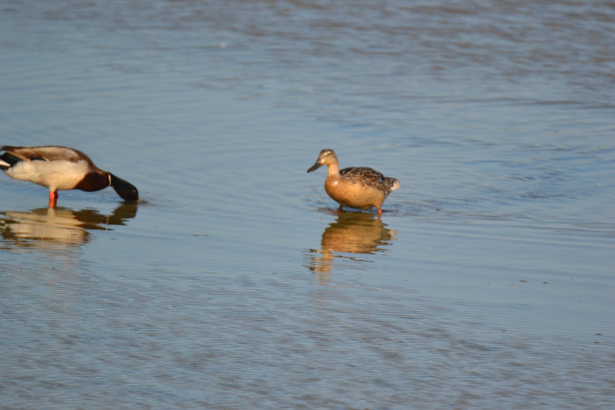 Canard colvert - ML316999931