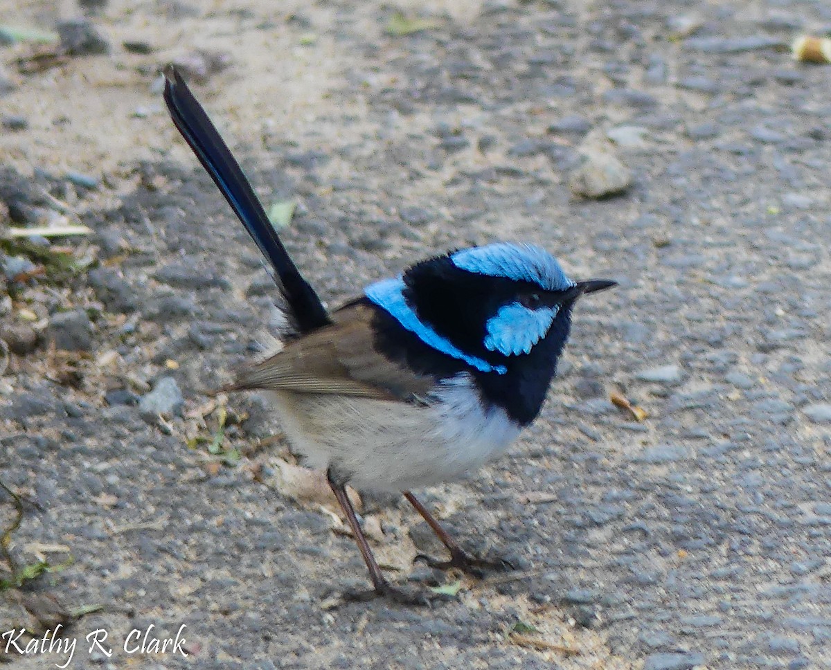 Superb Fairywren - ML31700001