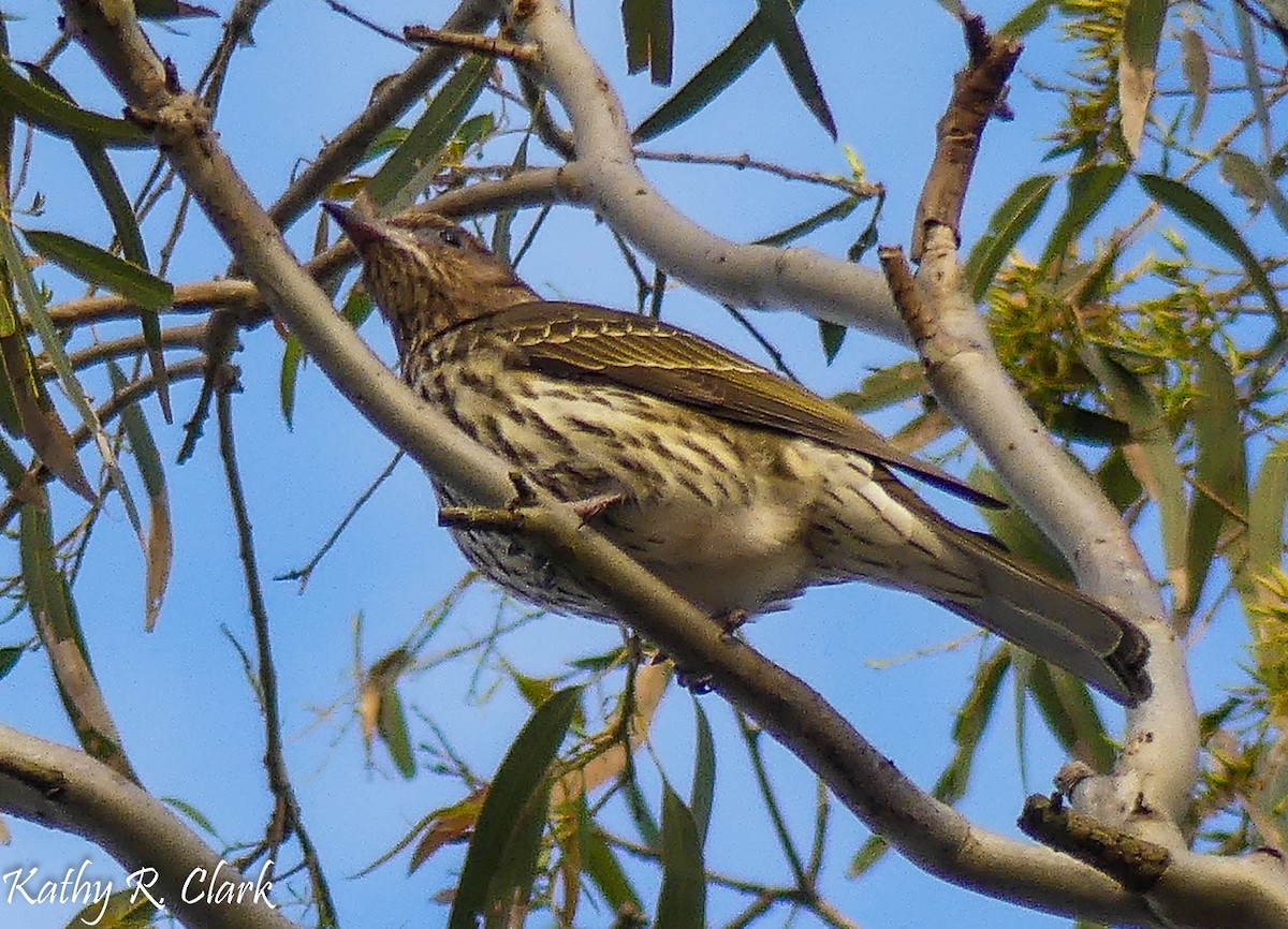 Australasian Figbird - ML31700011
