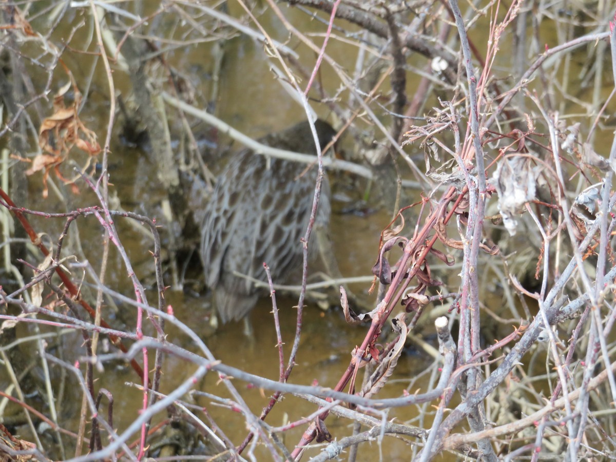 Clapper Rail - ML317000441