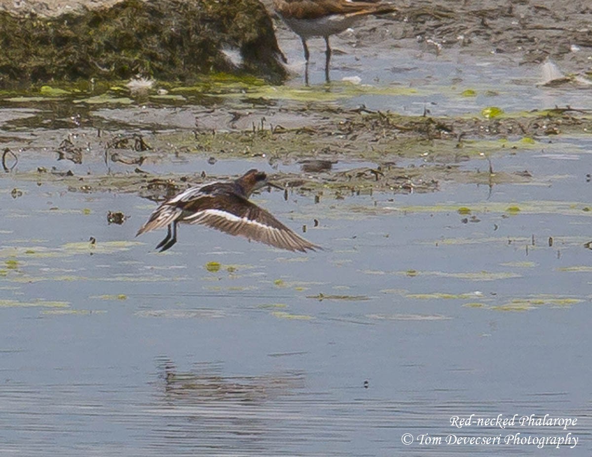 Red-necked Phalarope - Tom Devecseri