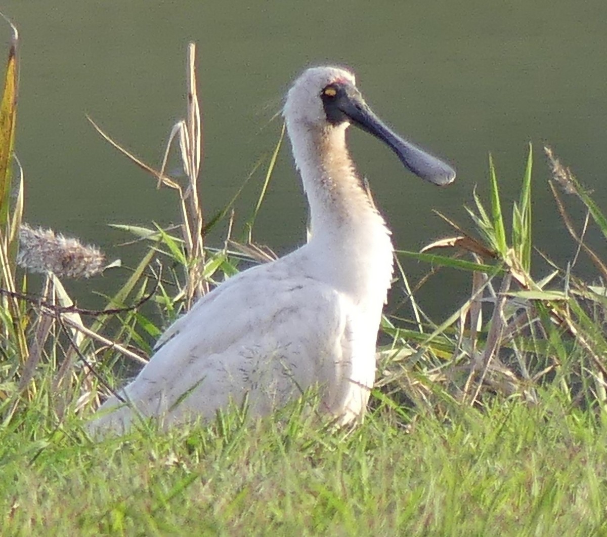 Royal Spoonbill - Katherine Clark