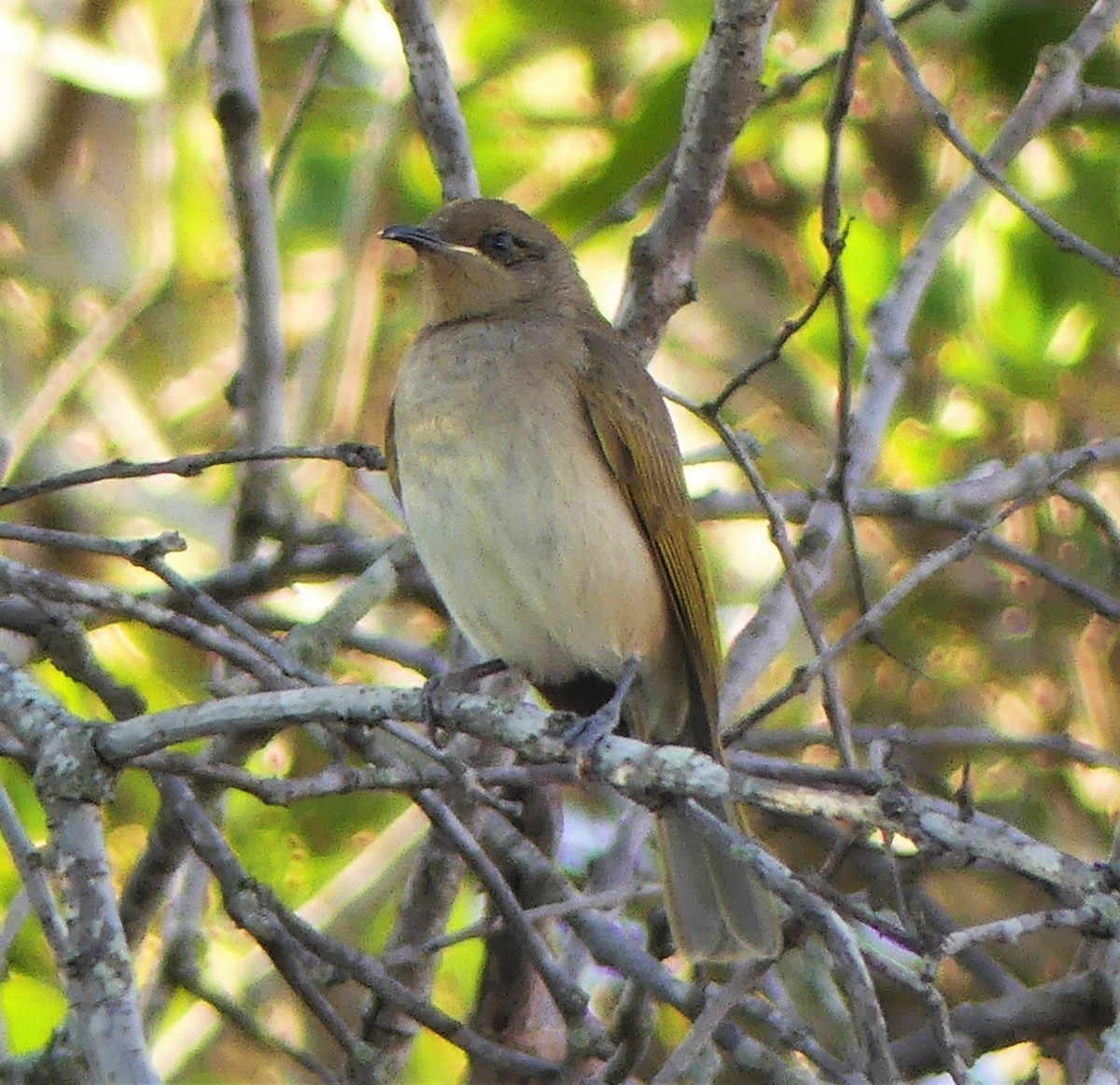 Brown Honeyeater - ML31700141