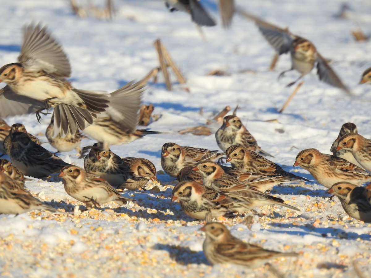 Lapland Longspur - ML317002311