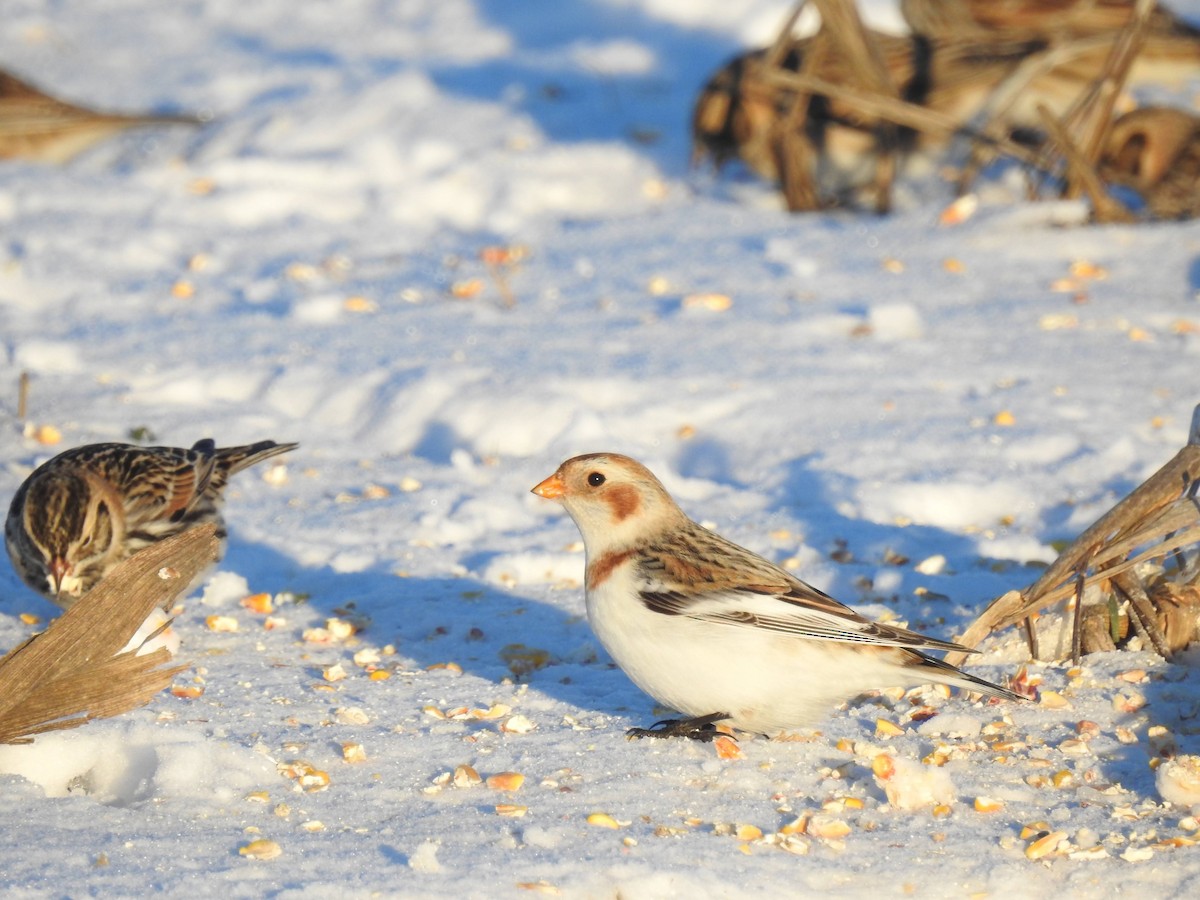 Snow Bunting - ML317002341