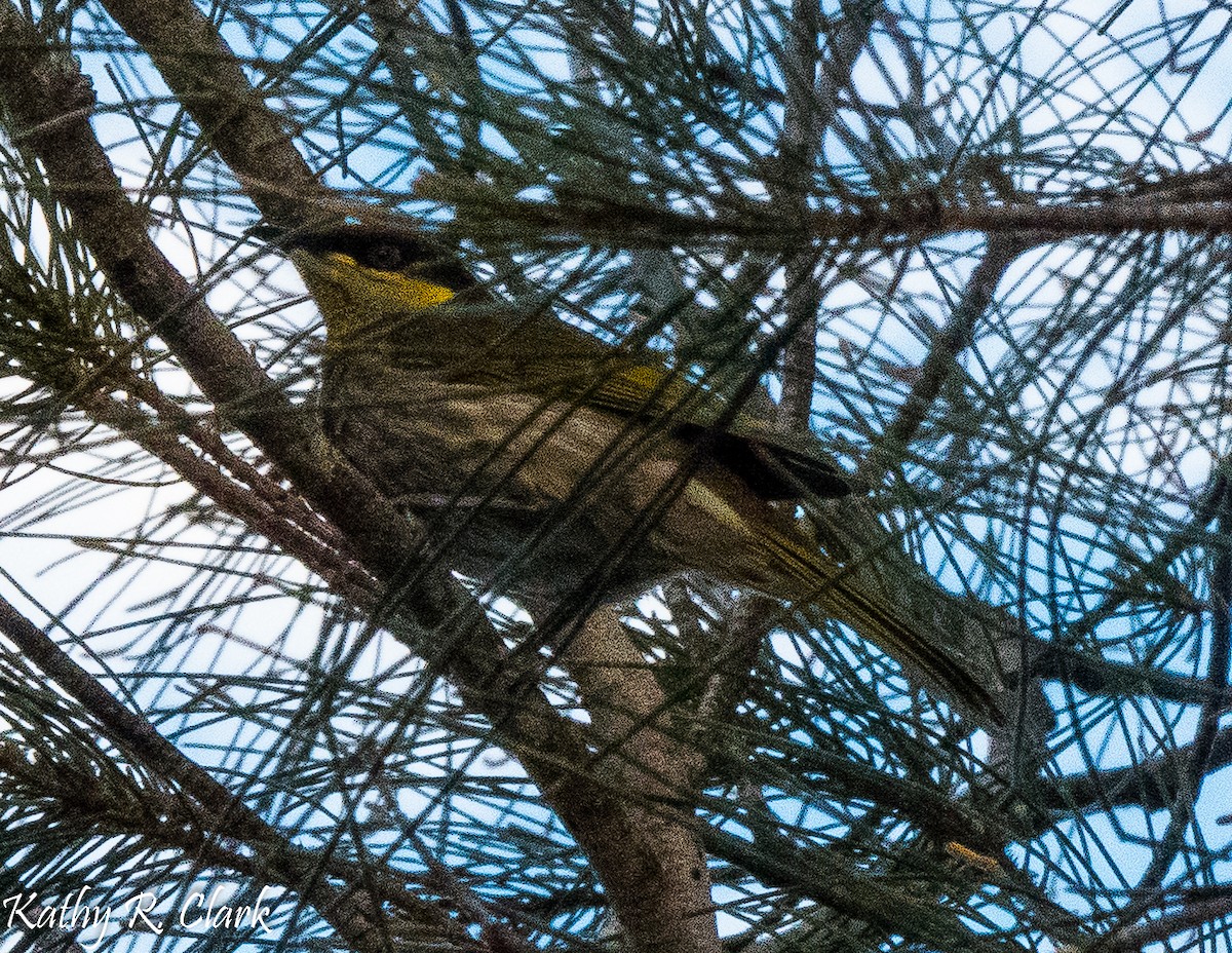 Mangrove Honeyeater - ML31700271