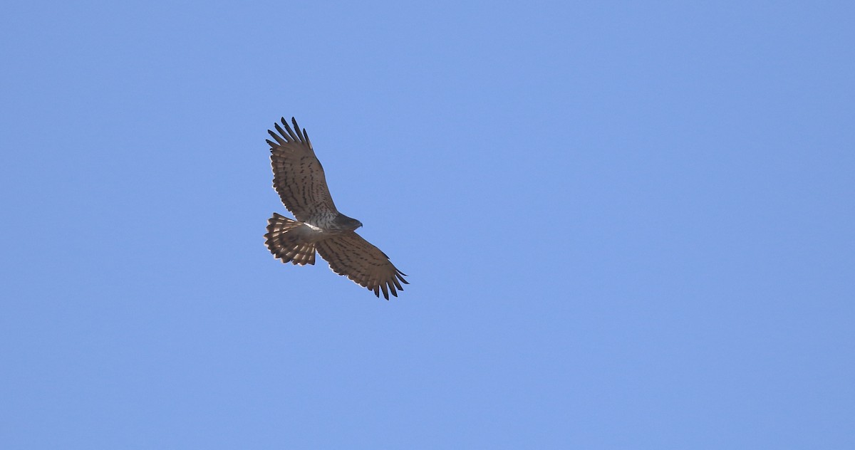 Short-toed Snake-Eagle - David Barton