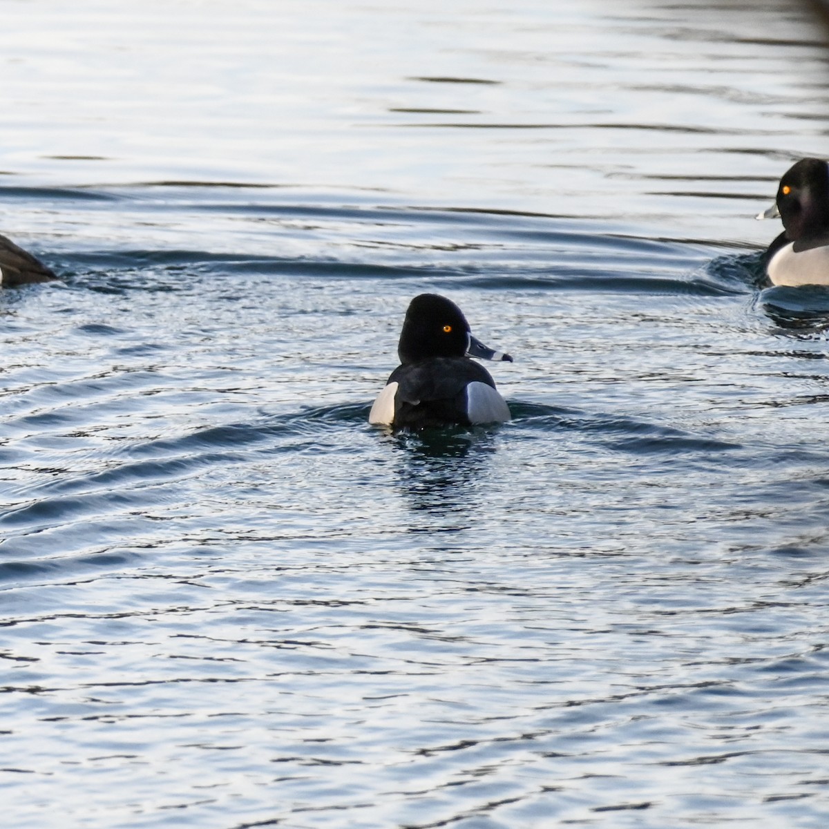 Ring-necked Duck - ML317005461