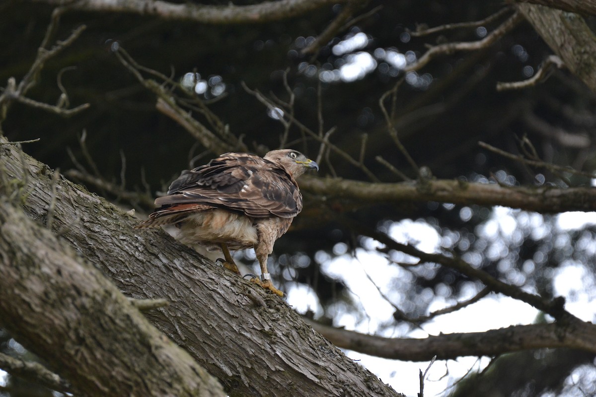 Rotschwanzbussard - ML317005571