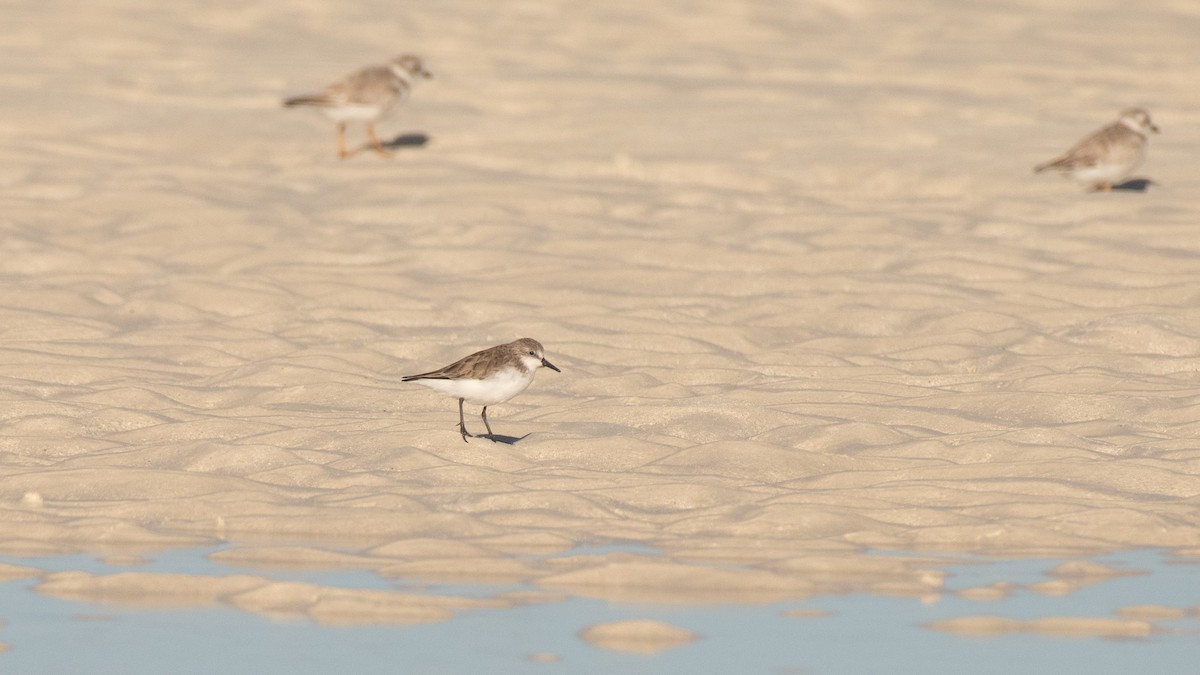 Semipalmated Sandpiper - ML317005921