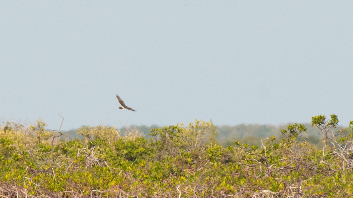 Northern Harrier - ML317005951