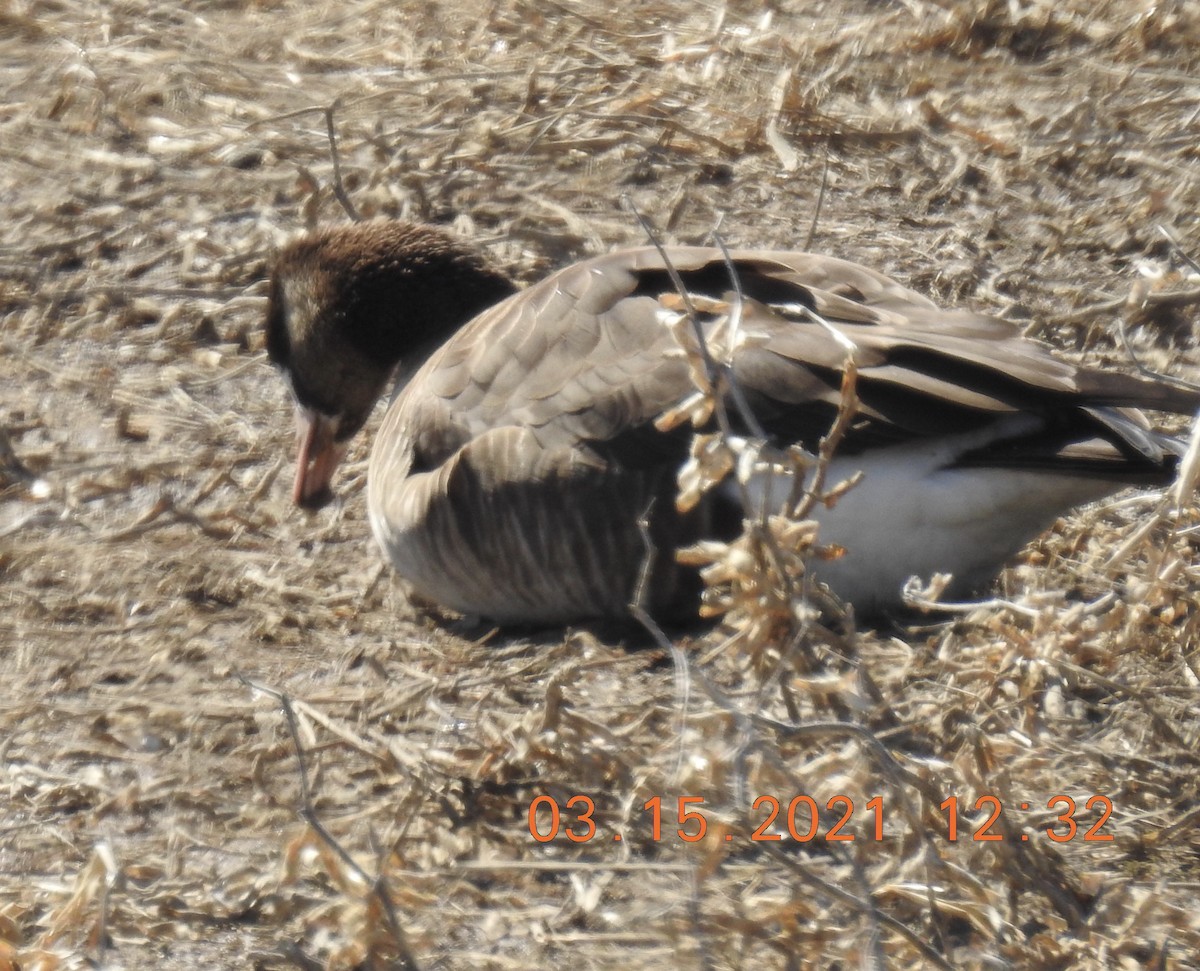 Greater White-fronted x Canada Goose (hybrid) - ML317006041