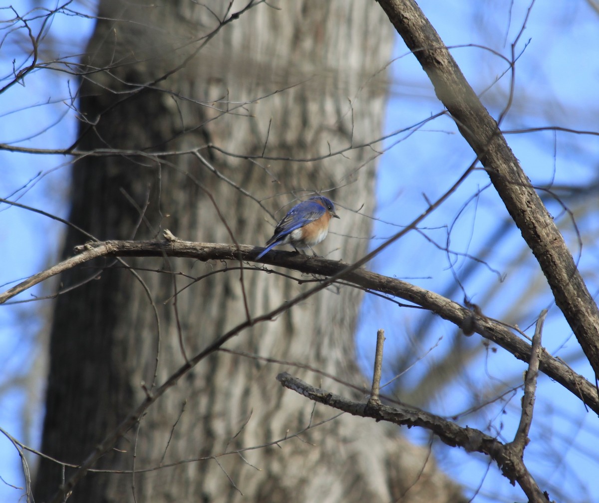 Eastern Bluebird - ML317006241