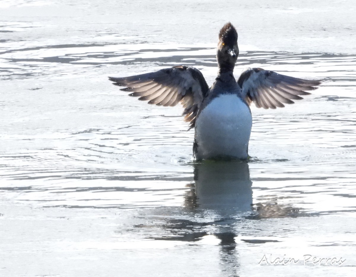 Hooded Merganser - ML317006401