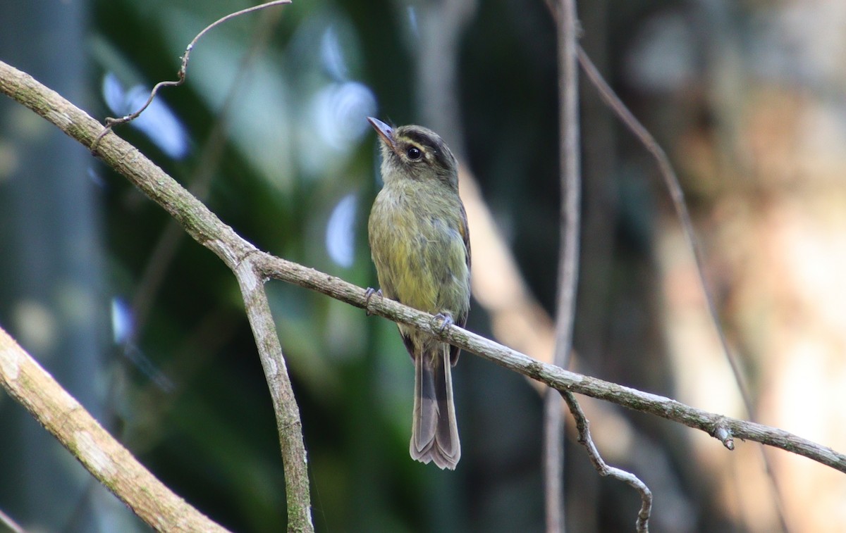 Large-headed Flatbill - Wayne Paes