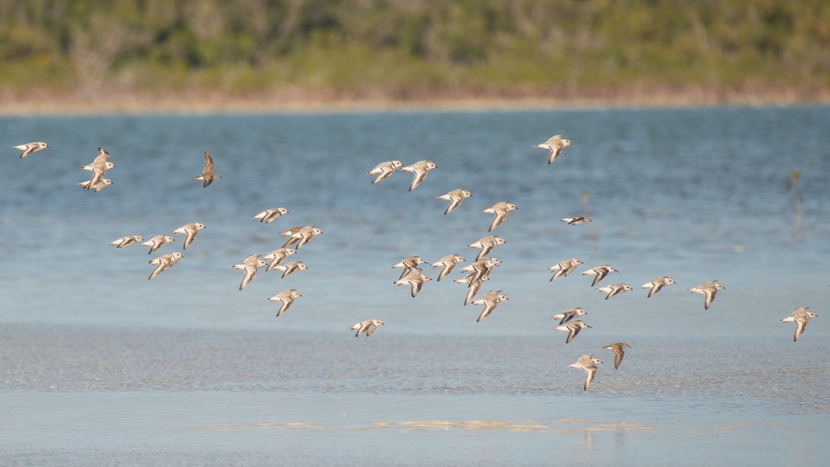 Piping Plover - ML317006841
