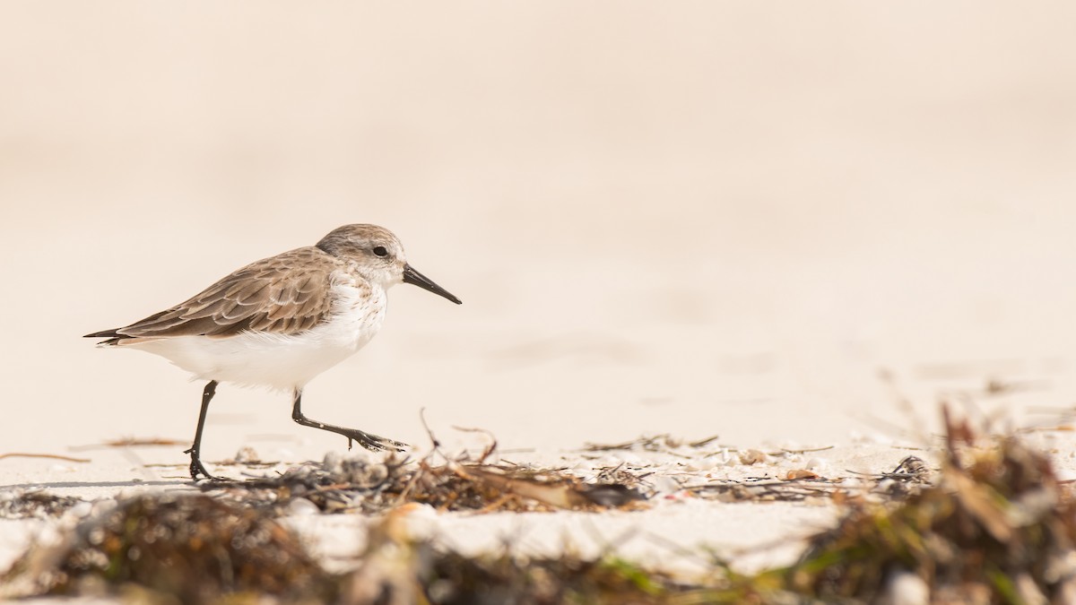Western Sandpiper - ML317007171
