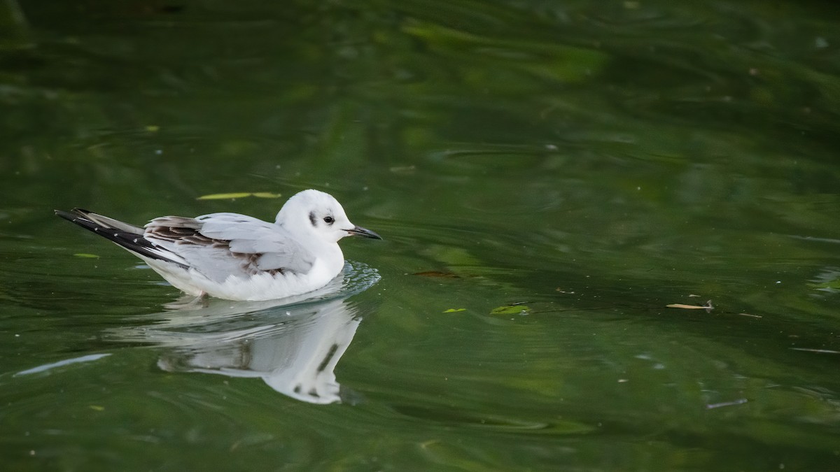 Bonaparte's Gull - ML317007611