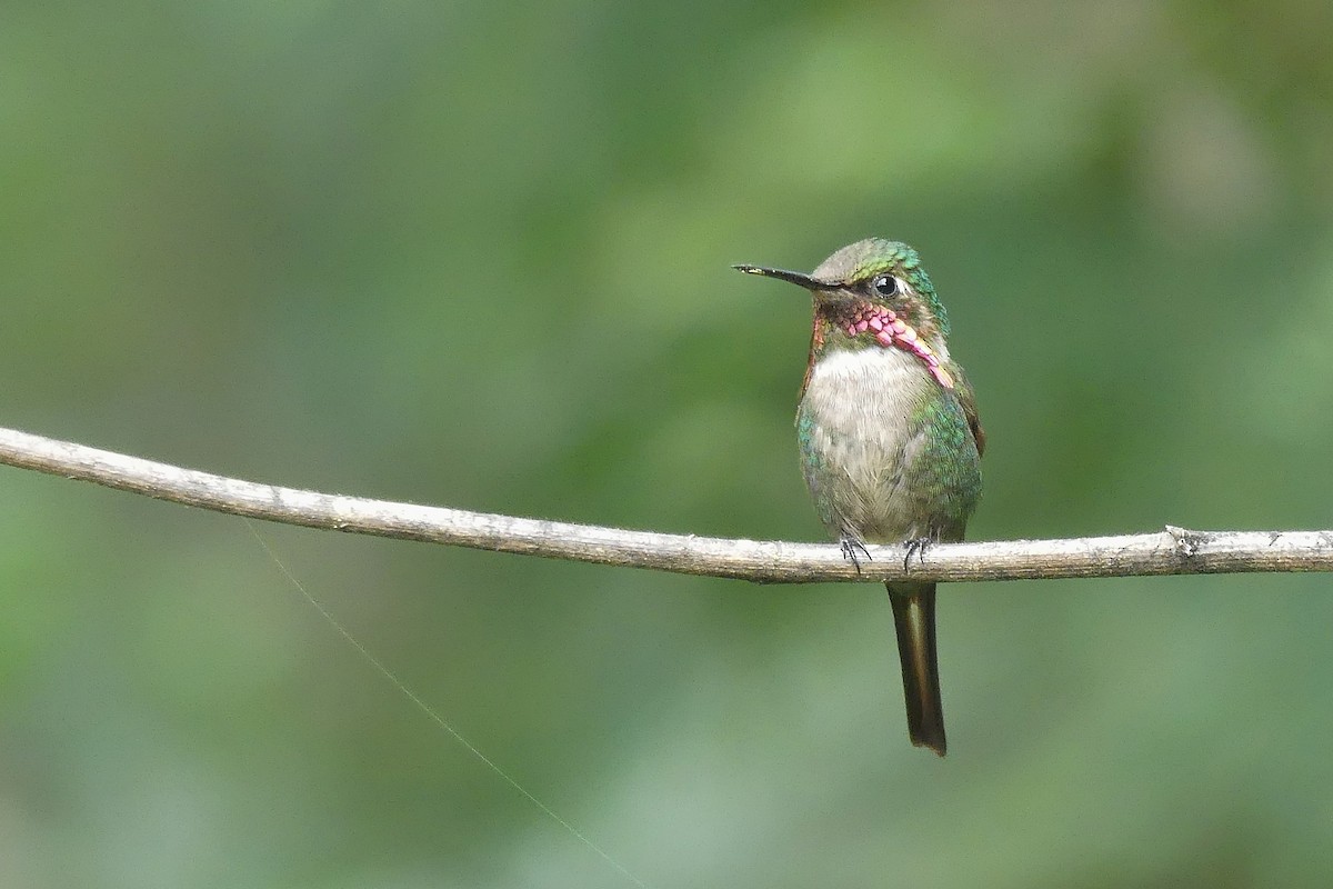 Slender-tailed Woodstar - Jorge  Quiroga