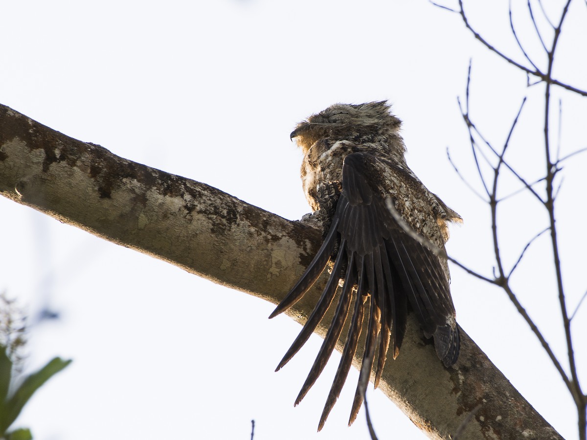 Great Potoo - Carlos Echeverría