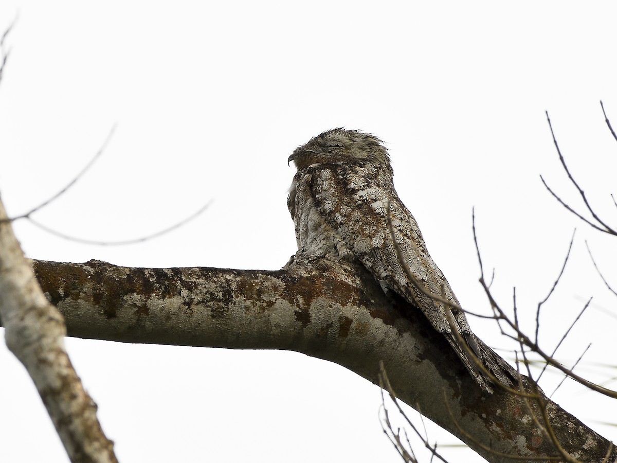 Great Potoo - Carlos Echeverría