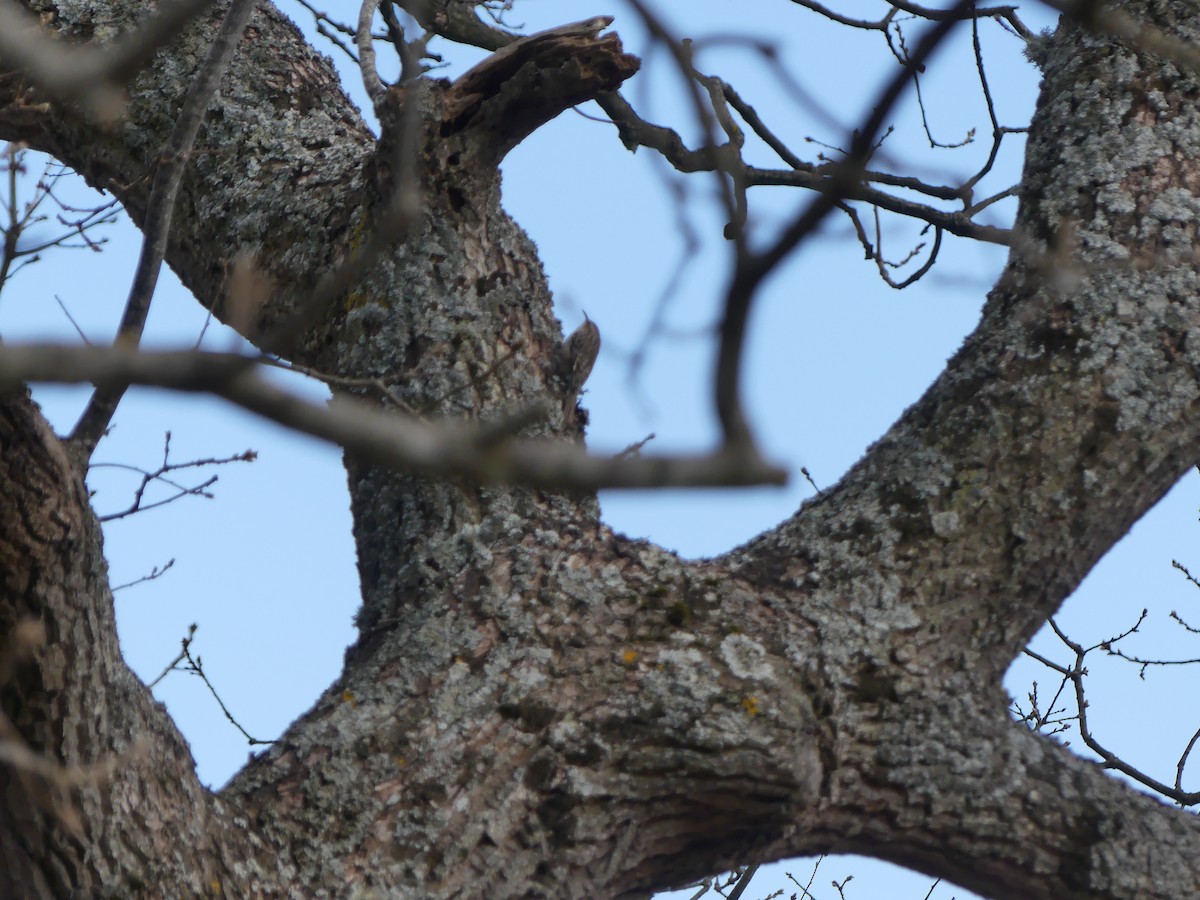 Short-toed Treecreeper - ML317009271