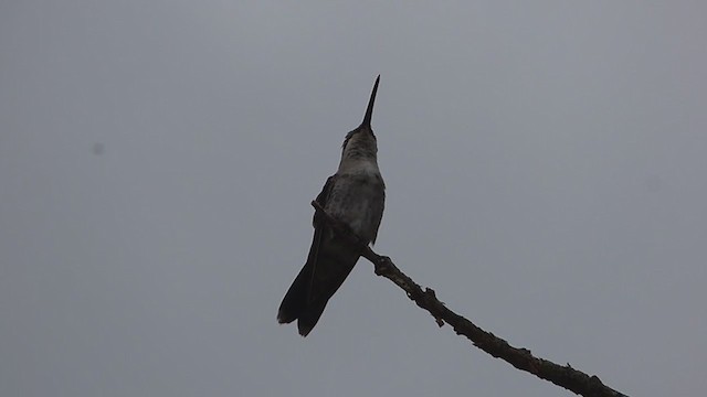 kolibřík cerradový - ML317010051
