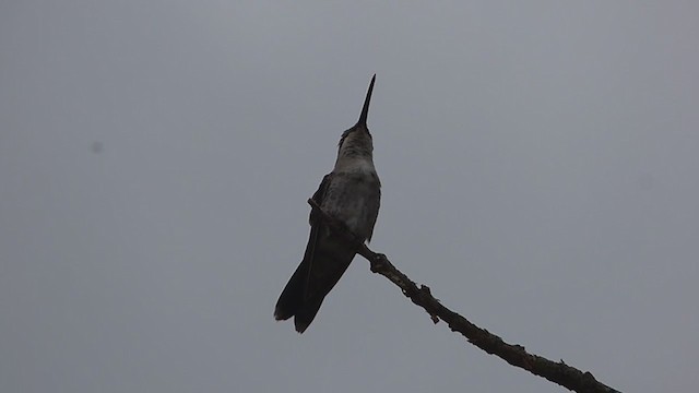 Colibrí de Barbijo - ML317010051