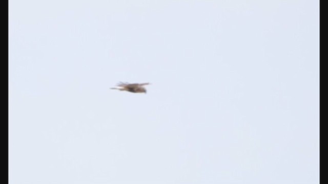 Rough-legged Hawk - ML317010651