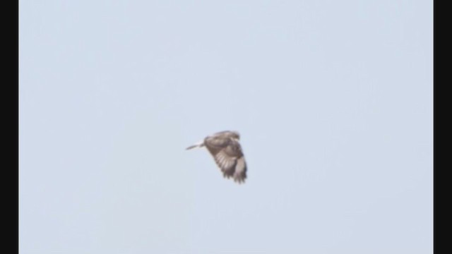 Rough-legged Hawk - ML317010661