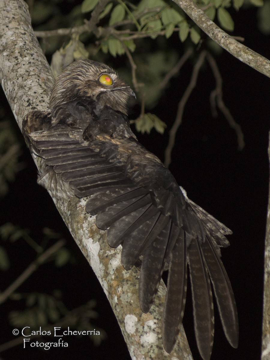 Northern Potoo - Carlos Echeverría