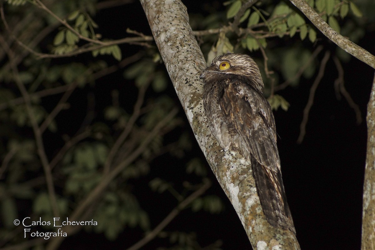 Northern Potoo - ML317010691