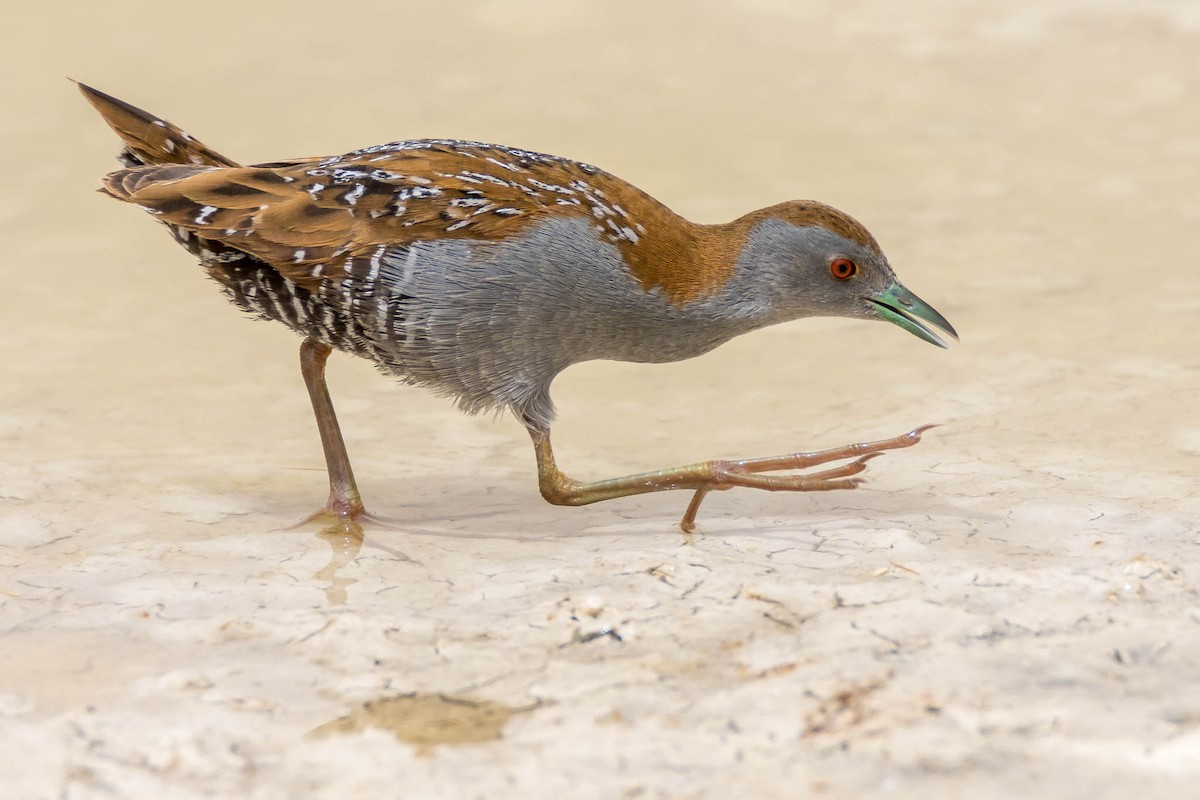 Baillon's Crake - ML317011761