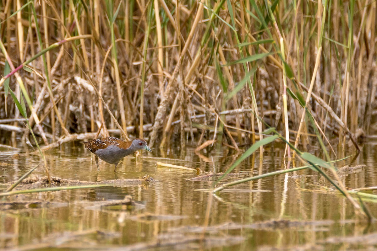 Baillon's Crake - Honza Grünwald