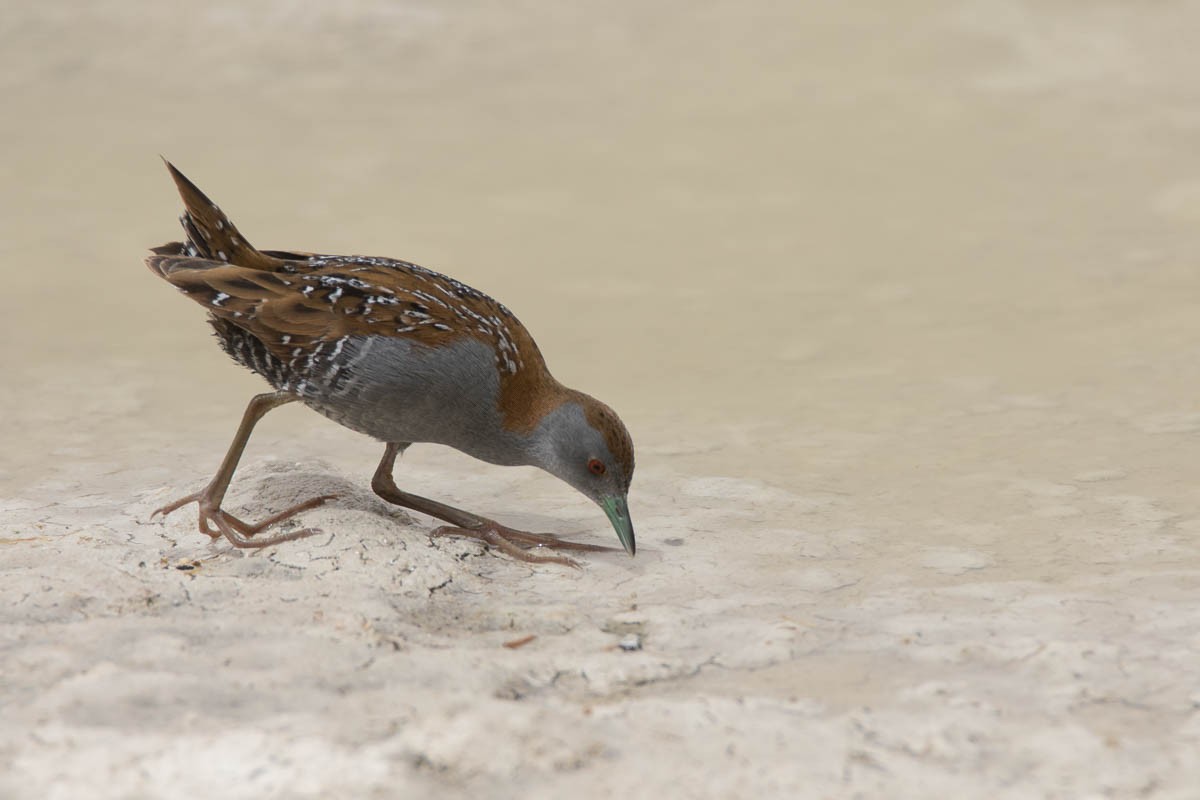 Baillon's Crake - Honza Grünwald