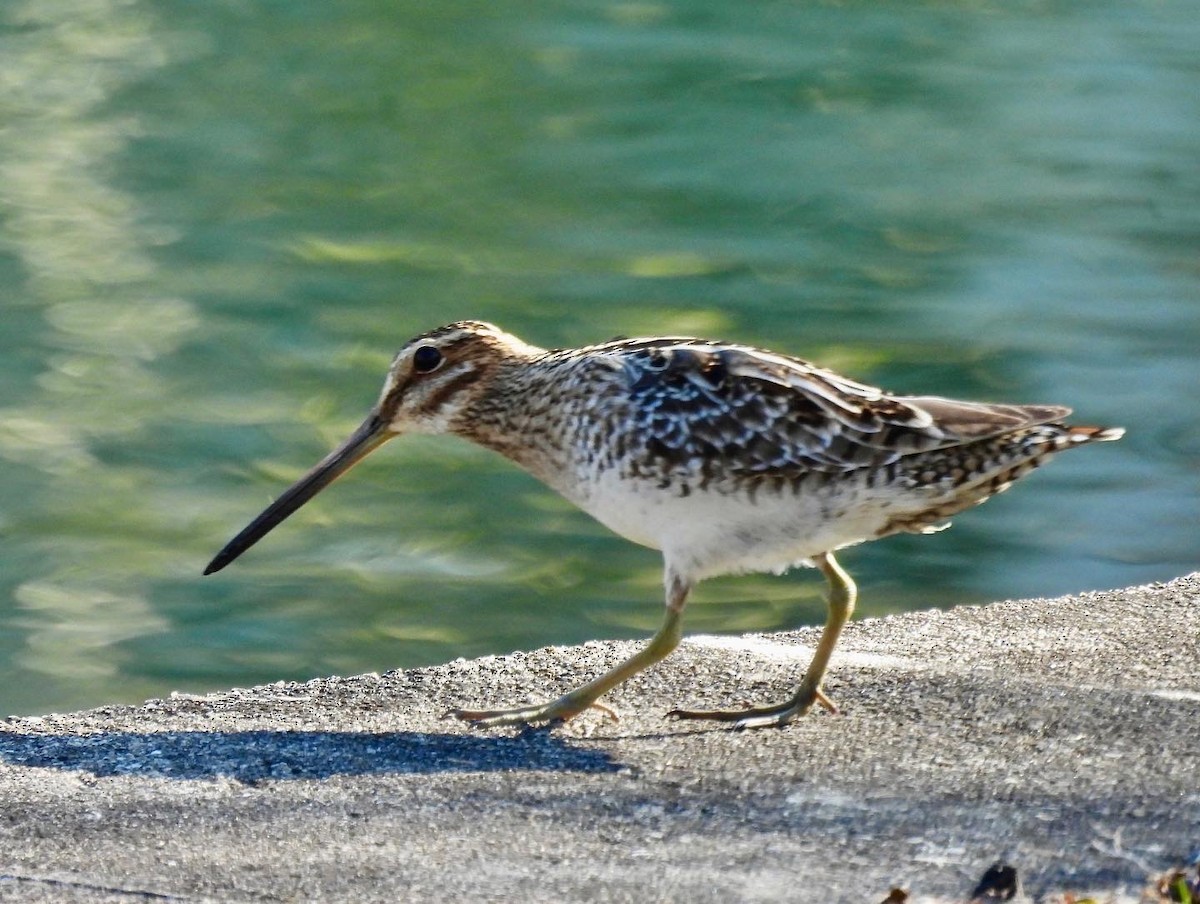 Wilson's Snipe - ML317014411