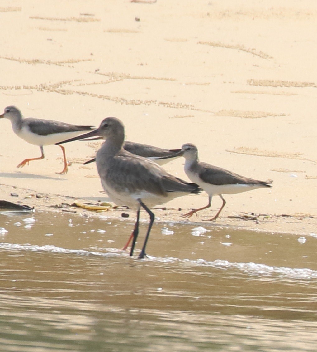 Black-tailed Godwit - Vijaya Lakshmi